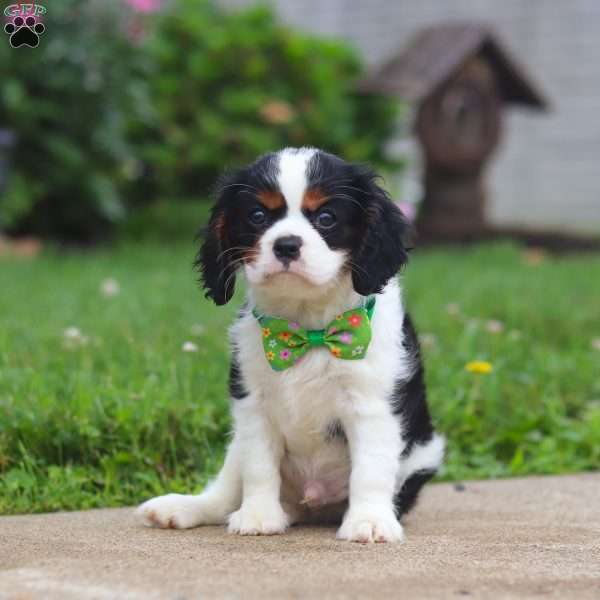 Nash, Cavalier King Charles Spaniel Puppy